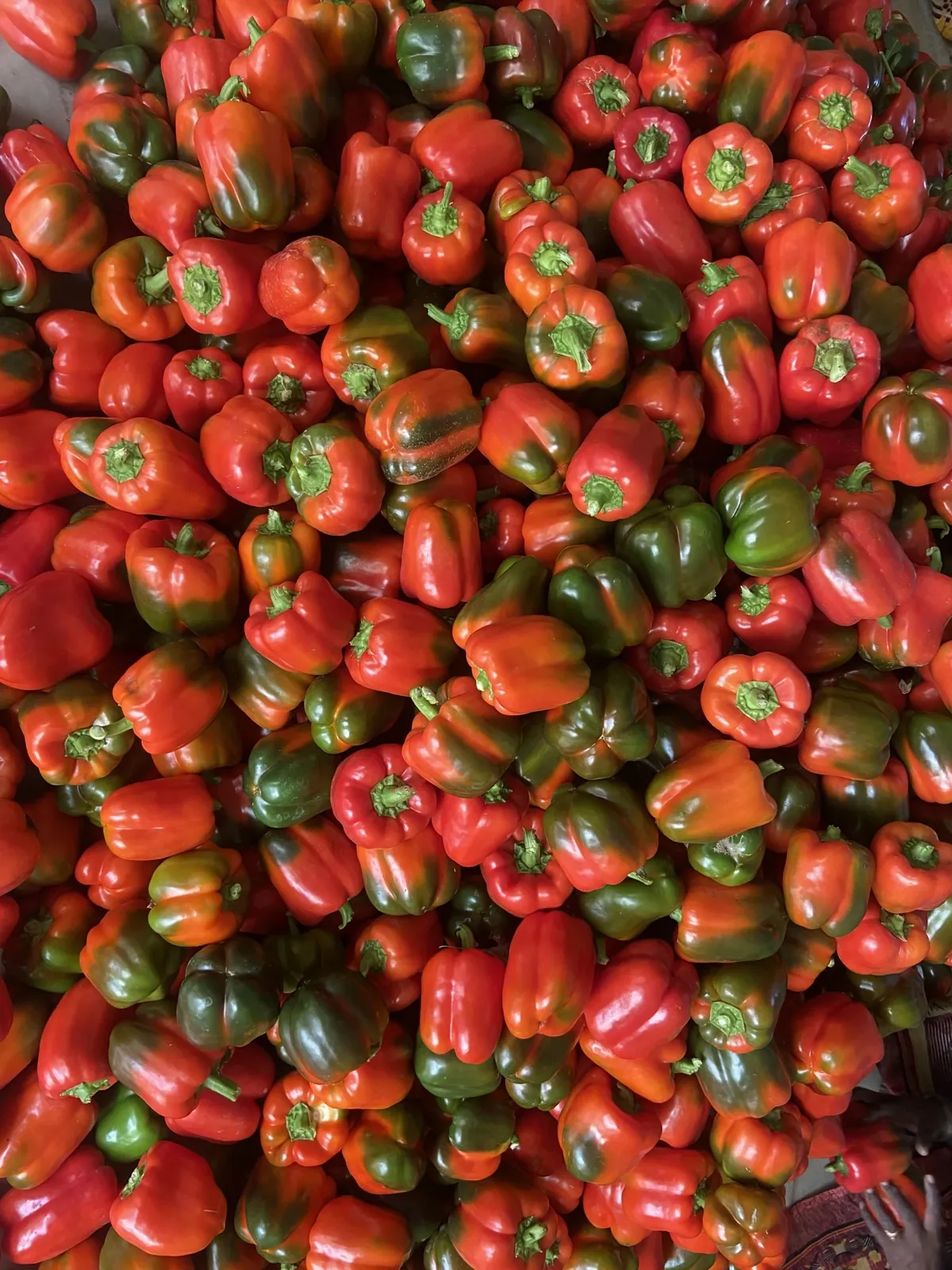 Freshly harvested red capsicum