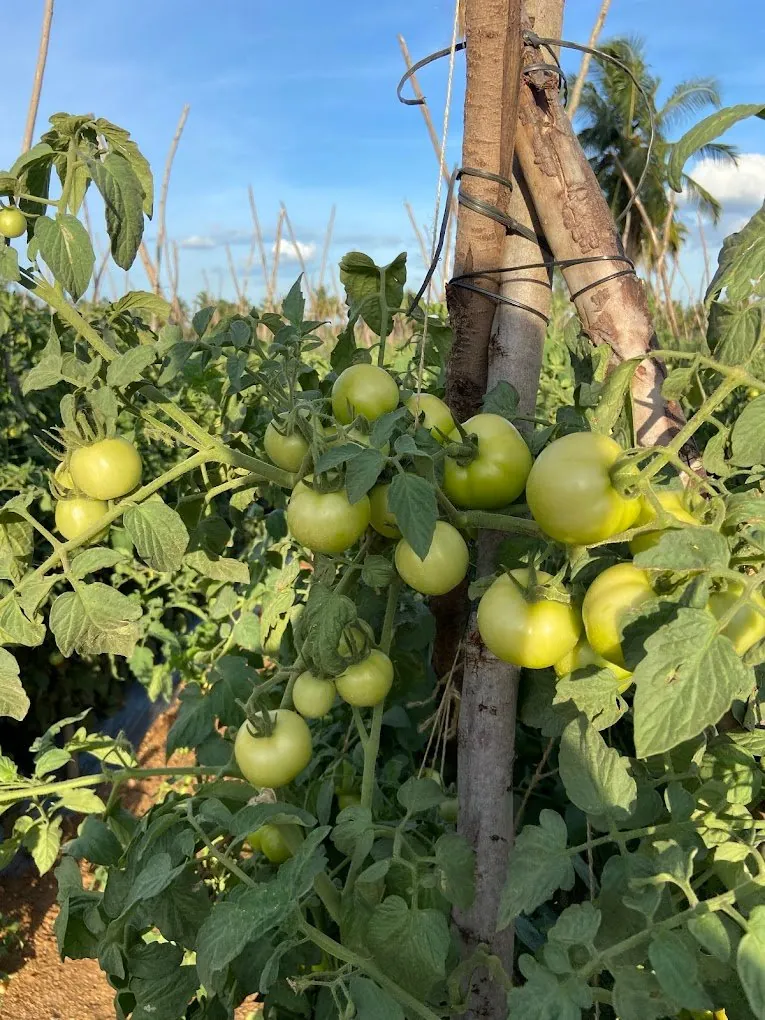 Tomatoes ripening on staked plants in a greenhouse
