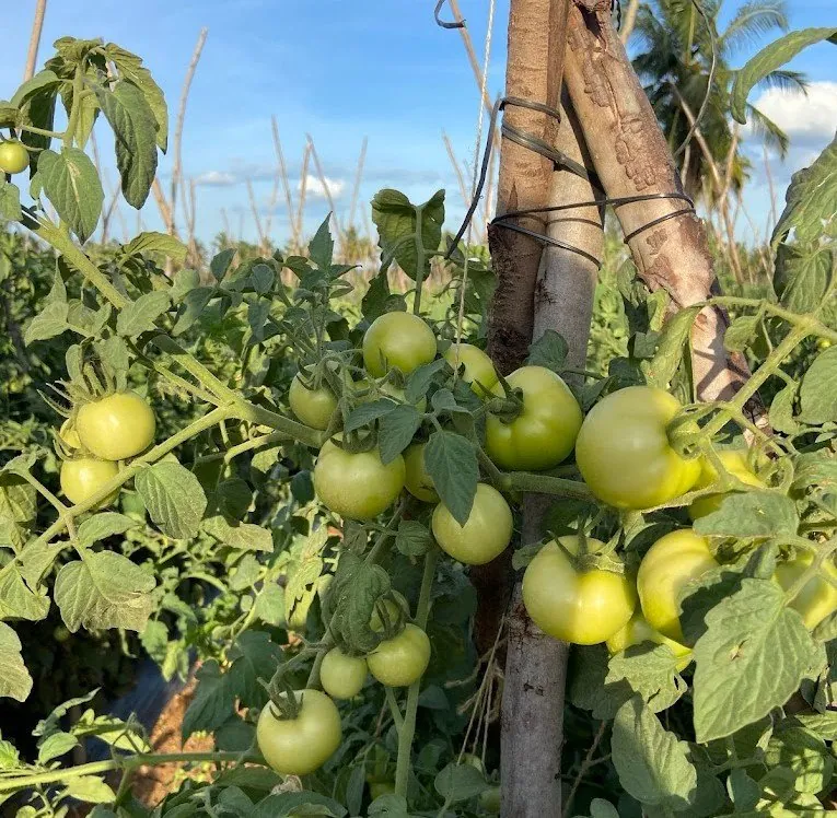 Green tomatoes ripening on staked greenhouse plants