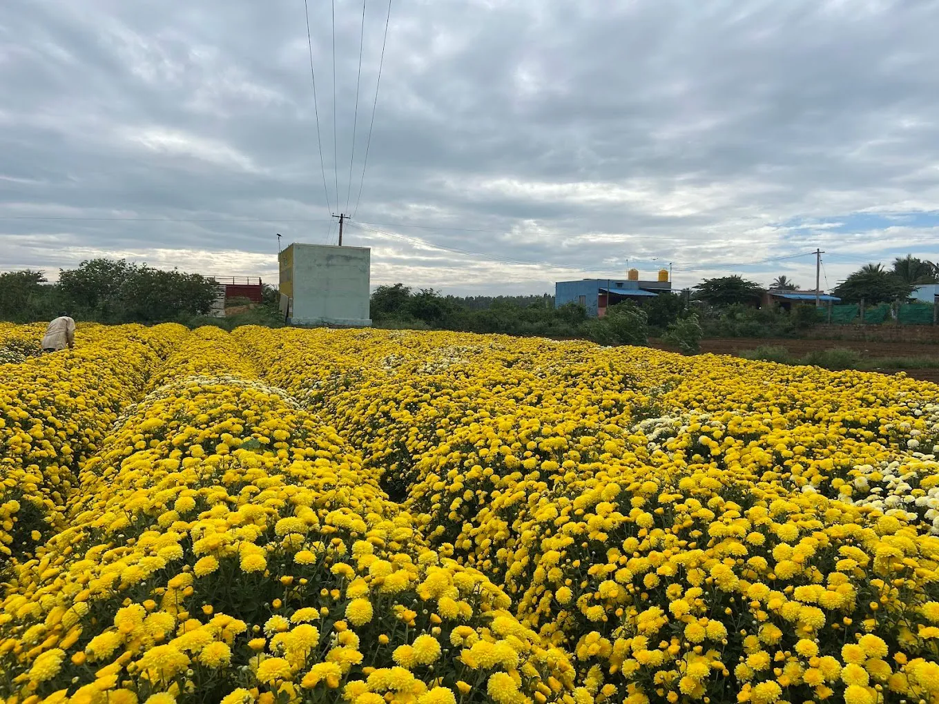 A field of marigolds in full bloom under an open sky