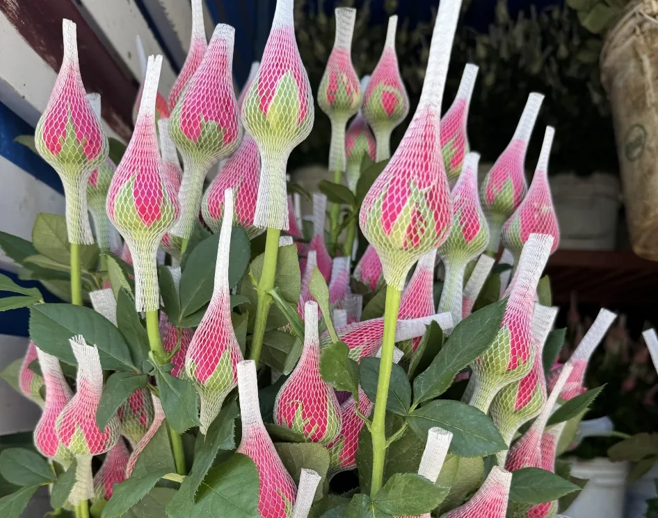 Rose buds protected by netting in the greenhouse
