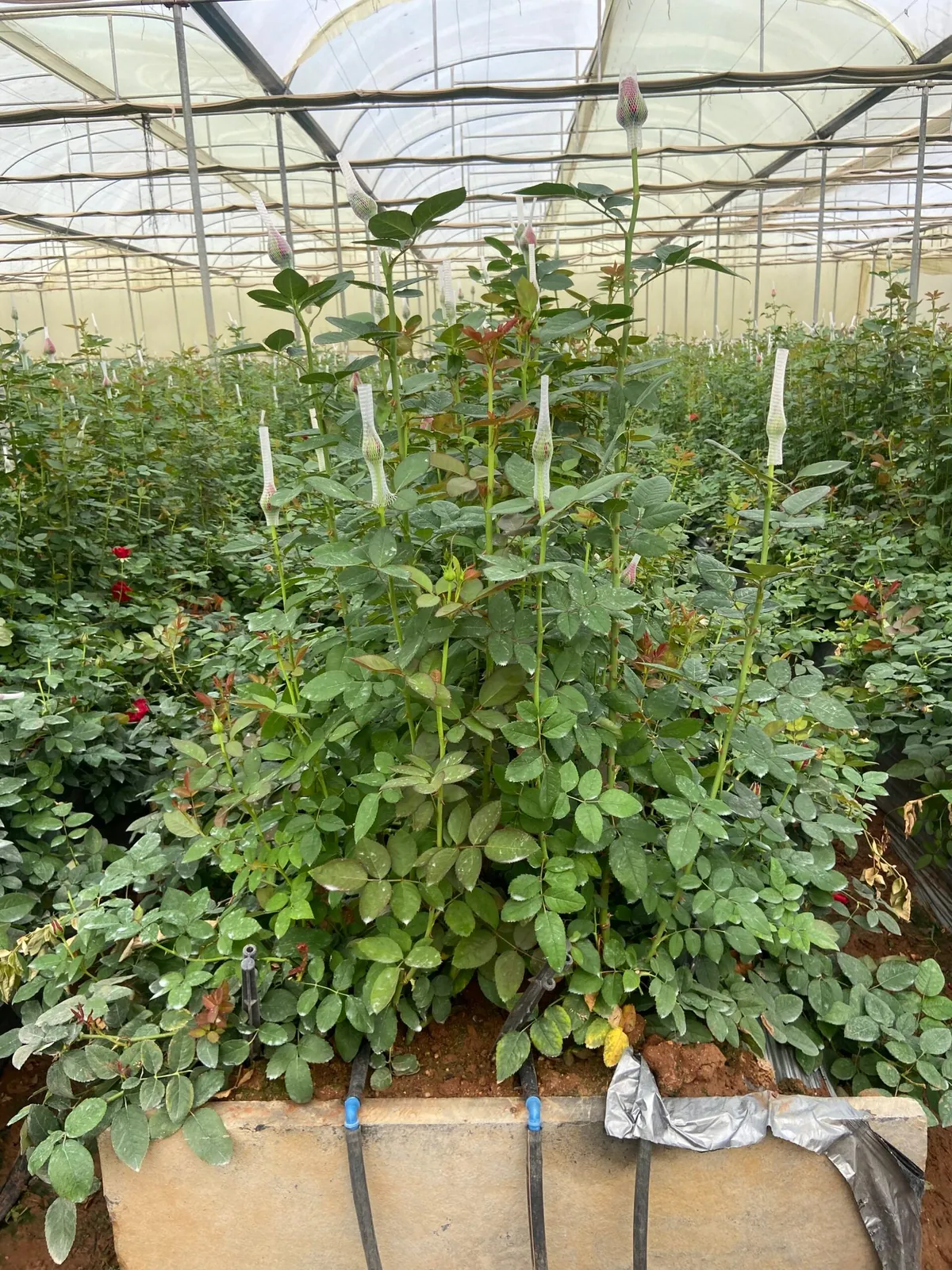 Rows of rose plants growing inside a poly-greenhouse
