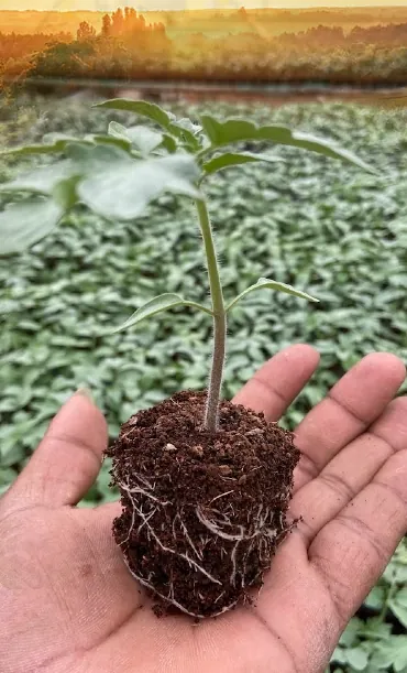 A seedling with healthy roots held in a hand